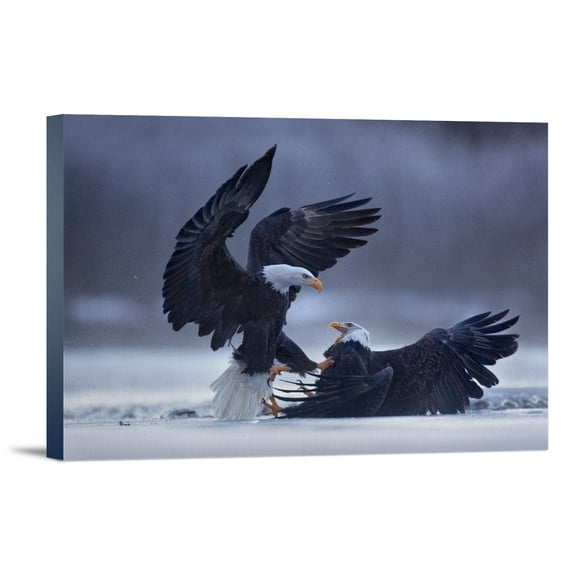 Bald Eagles Fighting, (12x18 Wrapped Canvas, Wall Decor, Artwork)