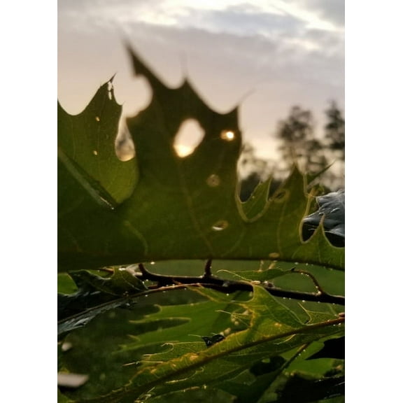 Natural Wonders: Leafy Morning Sketchbook (Paperback)