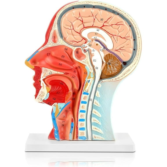 Human Half Head Superficial Neurovascular Model, Life Size Face Anatomy Medical, Brain Neck Median Section Study Model with Musculature, Learning Education Display Tool, for Schools