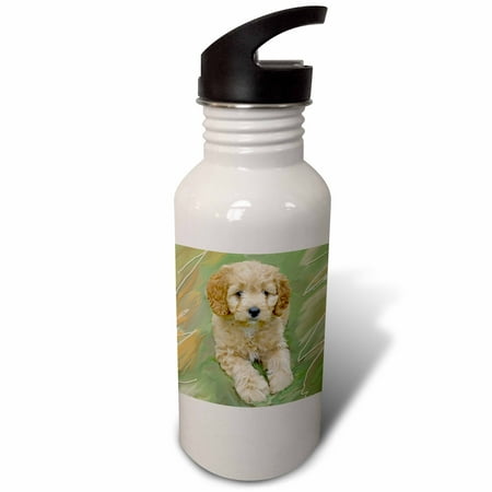 

3dRose Miniature Poodle Puppy Sports Water Bottle 21oz