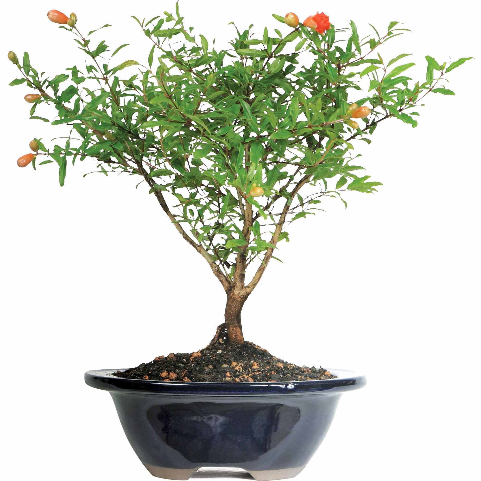 prayer plant praying Prayer Plant  Plant Detectives