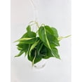 thumbnail image 6 of Bumble Plants 12" Philodendron Hederaceum Silver Stripe Live Plants in 4.5" Hanging Pot, 6 of 9
