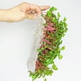 thumbnail image 5 of Mountain Valley Seed Company Bamboo Microgreens Grow Mats with High Water Holding Capacity (10 Pack), 5 of 7