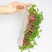 Mountain Valley Seed Company Bamboo Microgreens Grow Mats with High Water Holding Capacity (10 Pack)