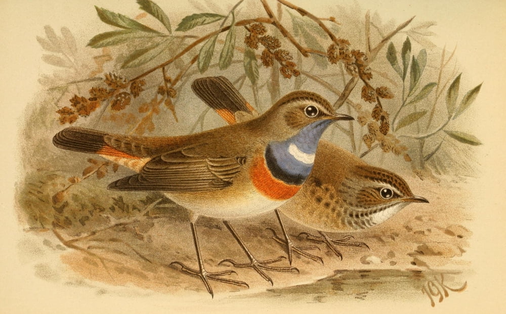 Birds Of The Britis