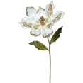 thumbnail image 1 of Semence de Fleur de Magnolia Crème&44; 22 & 9 Po., 1 of 1