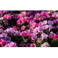 thumbnail image 4 of 500 Pink FAREWELL TO SPRING Clarkia Elegans Godetia Flower Seeds, 4 of 9
