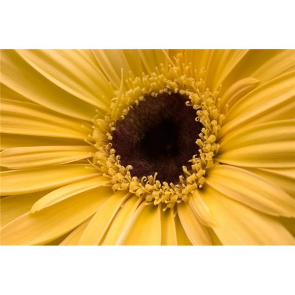 Posterazzi DPI1832532LARGE Close Up Gerbera Daisy Poster Print, Large - 36 x 24