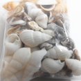 thumbnail image 4 of AMERTEER Approx 40 Pcs Mini Miniature Sea Conch Shell Bonsai Lanscape Plants DIY Decor, 4 of 6