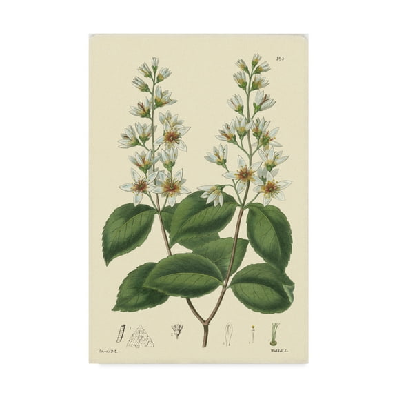 Trademark Fine Art 'White Curtis Botanical II' Canvas Art by Vision Studio