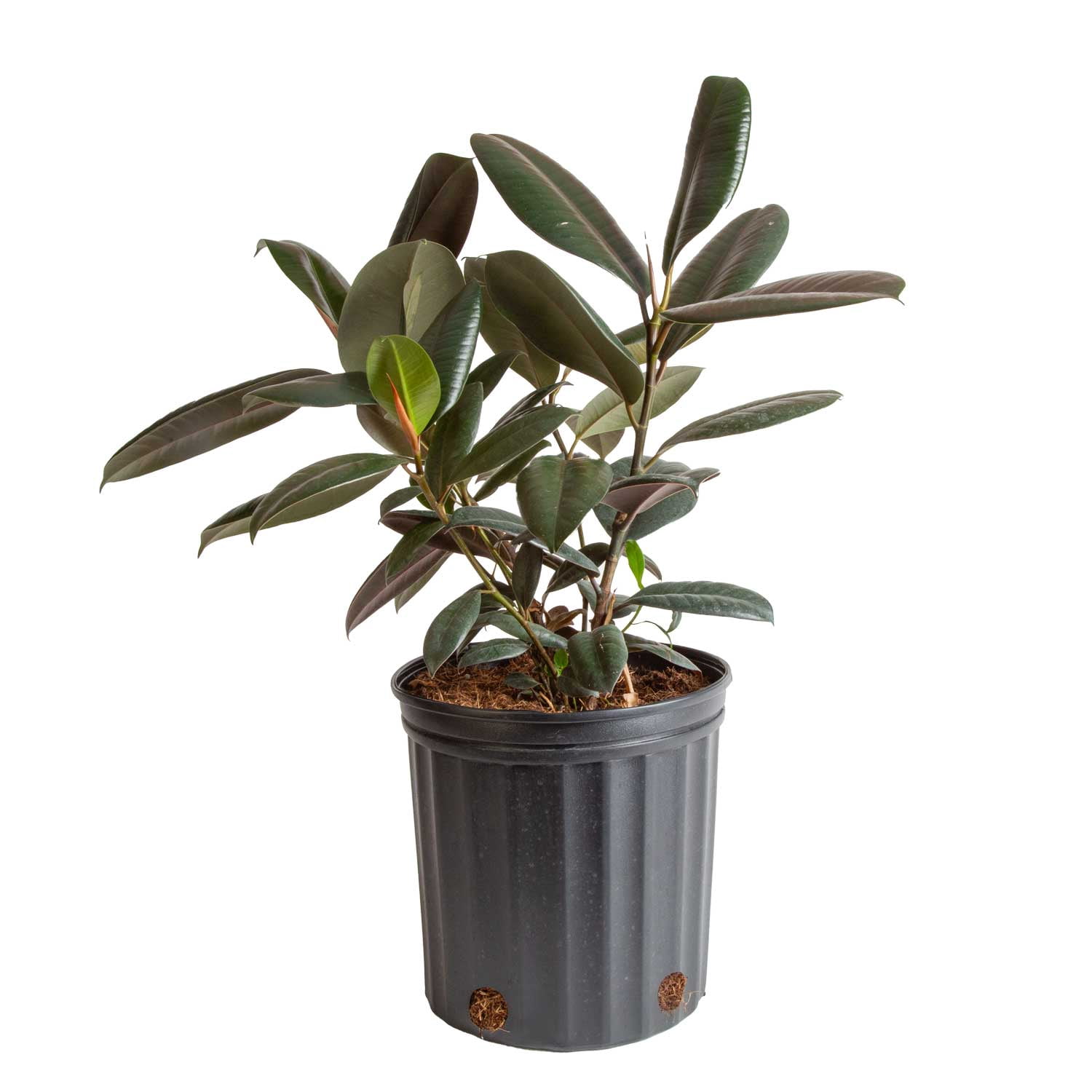 Costa Farms 22" Ficus Burgundy Rubber Live House Plants in 10" Grower Pot