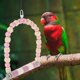 thumbnail image 4 of WASHWEPE Para Desgastar Garras De Loro Para Jaula De Pájaro Rosa Duradero Y, 4 of 8