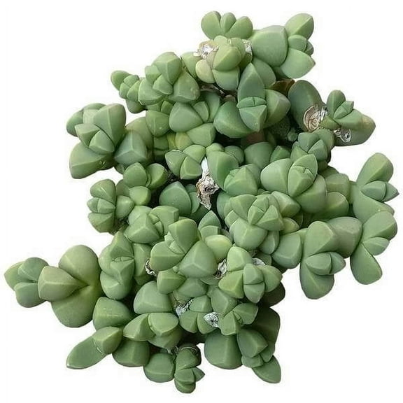 Corpuscularia Lehmannii Ice Plant Succulent (2 inch)