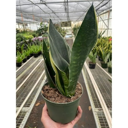 House Plant Dropship 6-SNAKE-FABI 6 in. Pot Snake Fabi Plant