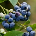 thumbnail image 3 of Expert Gardener 2.5QT Blueberry Earliblue Edible Fruit Deciduous Full Sun Live Plants Blue, 3 of 6