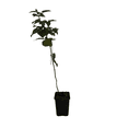 thumbnail image 2 of Nova Red Raspberry Plant - Very Hardy - 3.25" Pot, 2 of 4