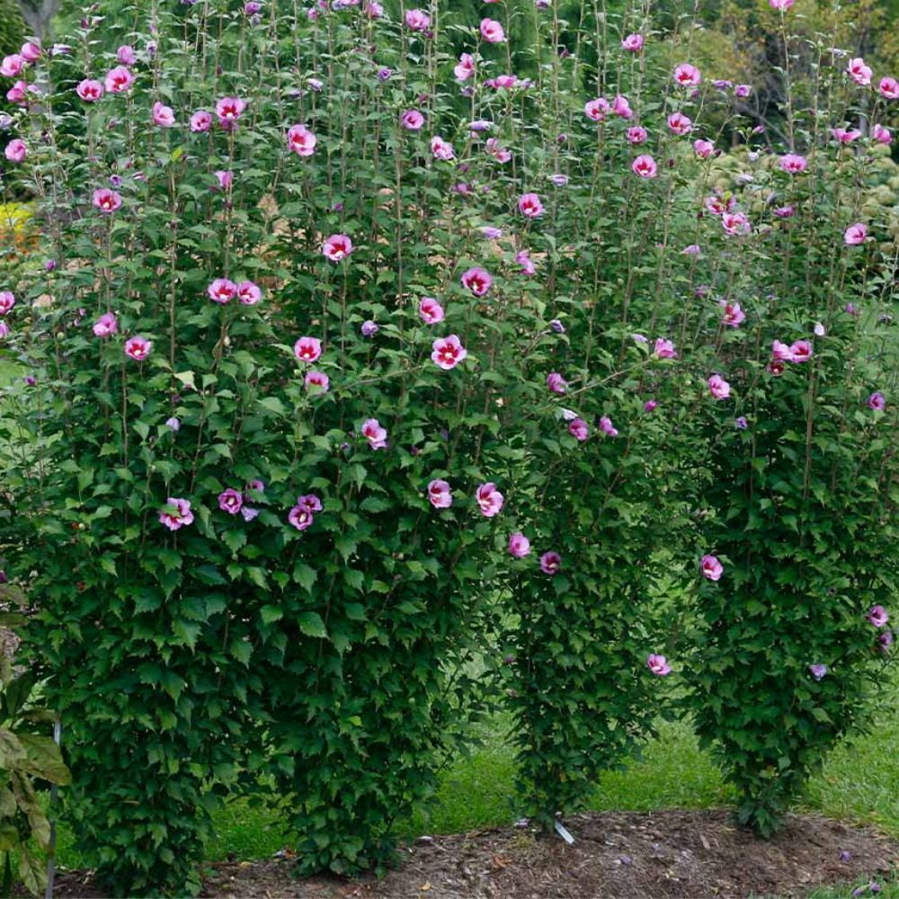 Expert Gardener 3-4 ft tall Purple Althea Live Shrub in 7-Gallon Grower Pot