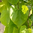 thumbnail image 3 of Brighter Blooms - Bloomables® Golden Falls® Redbud Tree, 5-6 ft. - No Shipping to AK, AZ, HI, OR, 3 of 4