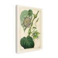 thumbnail image 2 of Trademark Fine Art 'Antique Passionflower I' Canvas Art by M. Hart, 2 of 4