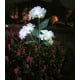 thumbnail image 1 of Soporte de pared para manguera de jardín | Almacenamiento seguro de mangueras | Uso en exteriores | Herramientas de jardinería y riego, 1 of 3