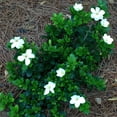 thumbnail image 6 of Kleim's Hardy Gardenia - Gardenia jasminoides 'Kleim's Hardy', 6 of 8