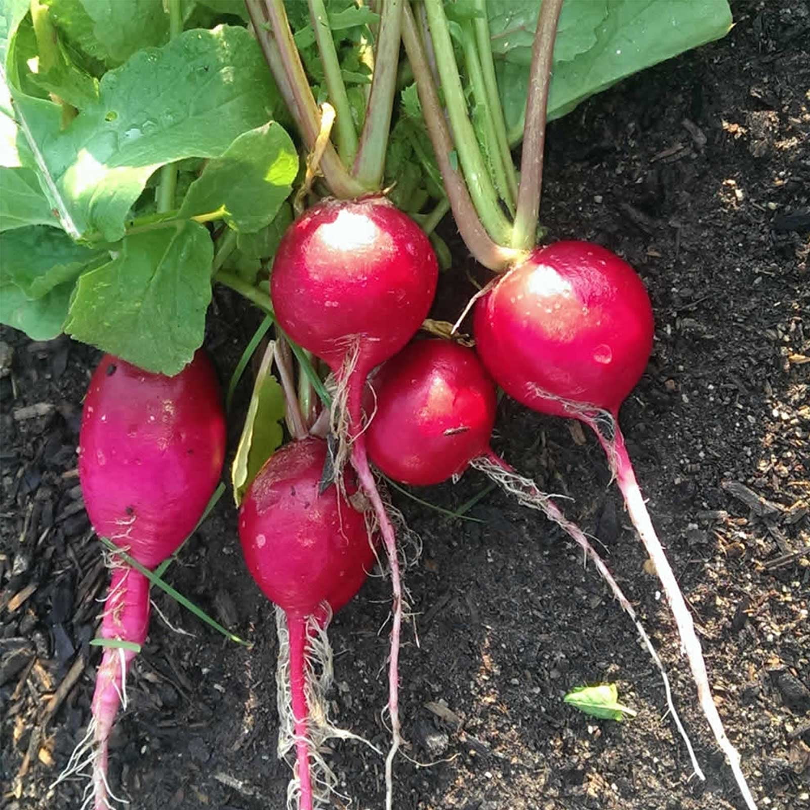 German Giant Radish Seeds - 4 g Packet ~300 Seeds - Heirloom Garden Seeds, Non-GMO - Vegetable Gardening and Micro Greens