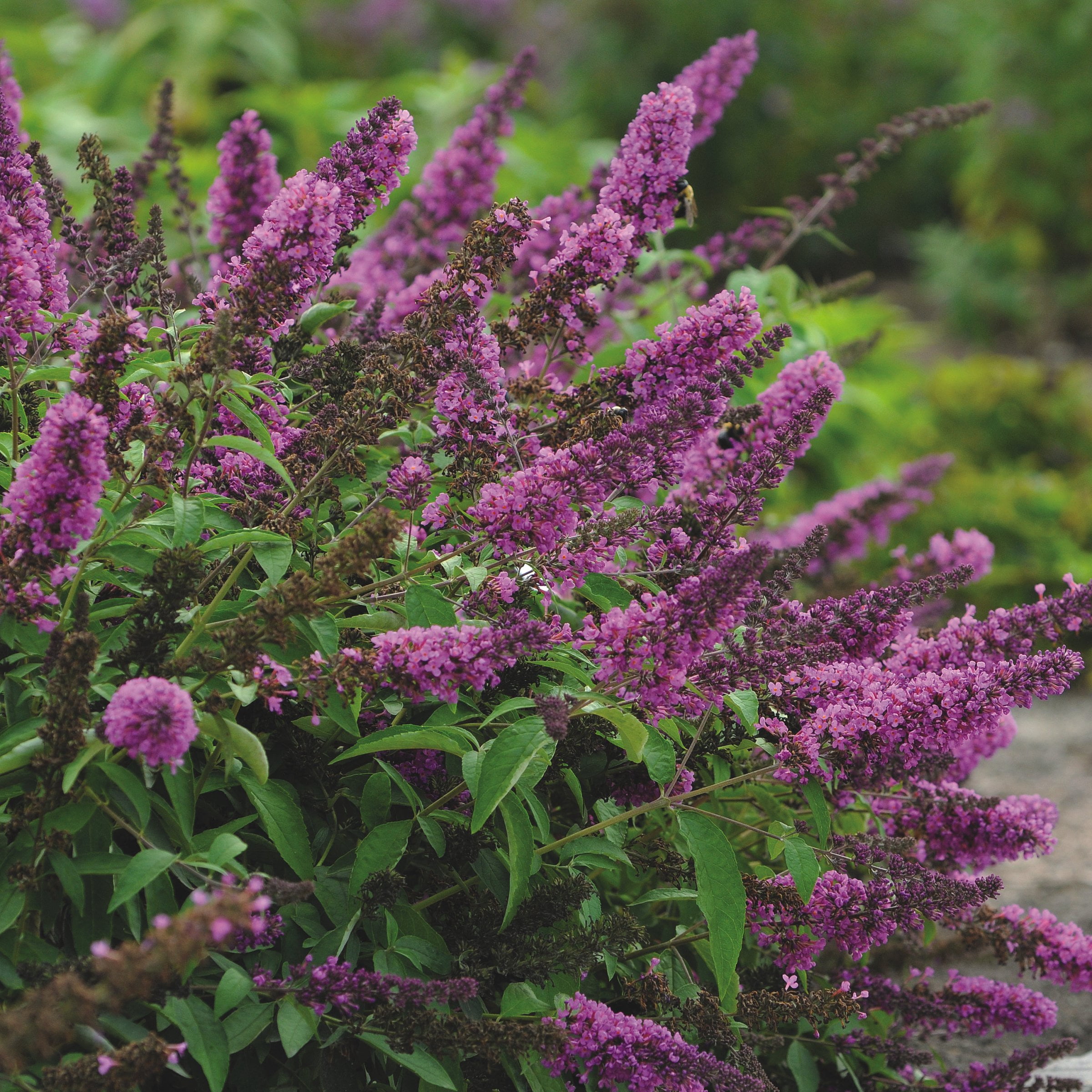 4 in. Buddleia Tutti Fruiti Live Shrub with Multicolor Flowers (3-Pack)
