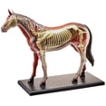 thumbnail image 3 of Horse Anatomy Model, 4D Vision, 3 of 3