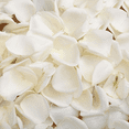 thumbnail image 4 of 5000 White Petals- Beautiful Fresh Cut Flowers- Express Delivery, 4 of 4