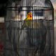 thumbnail image 4 of FELTECHELECTR 2Ud Protector De Jaula Para Pájaros Malla Transpirable Para Uso Interior Y Exterior Negro, 4 of 7