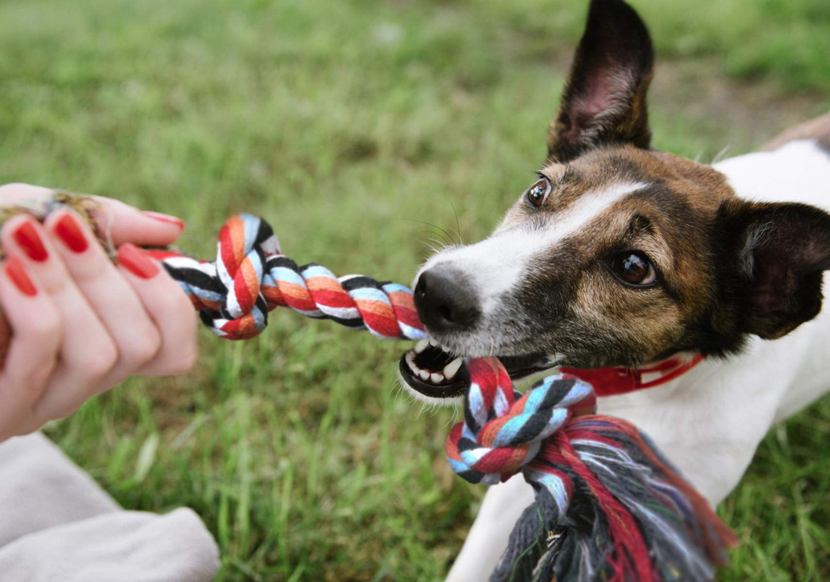 Dog Rope Toys 4 Pack, Puppy Teething Sturdy Cotton Chew Tug Indoor/Outdoor, Exercise Interactive Tug O'War Toys Set for Boredom Small-Meidum Dogs