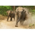 thumbnail image 2 of Rajput, Jagdeep 32x23 White Modern Wood Framed Museum Art Print Titled - Asian Elephants charging-Corbett National Park-India, 2 of 4