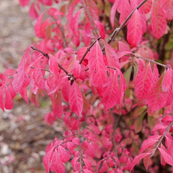 Proven Winners ColorChoice 6" Red Fire Ball Seedless Burning Bush Live Plant in 7.5" Pot
