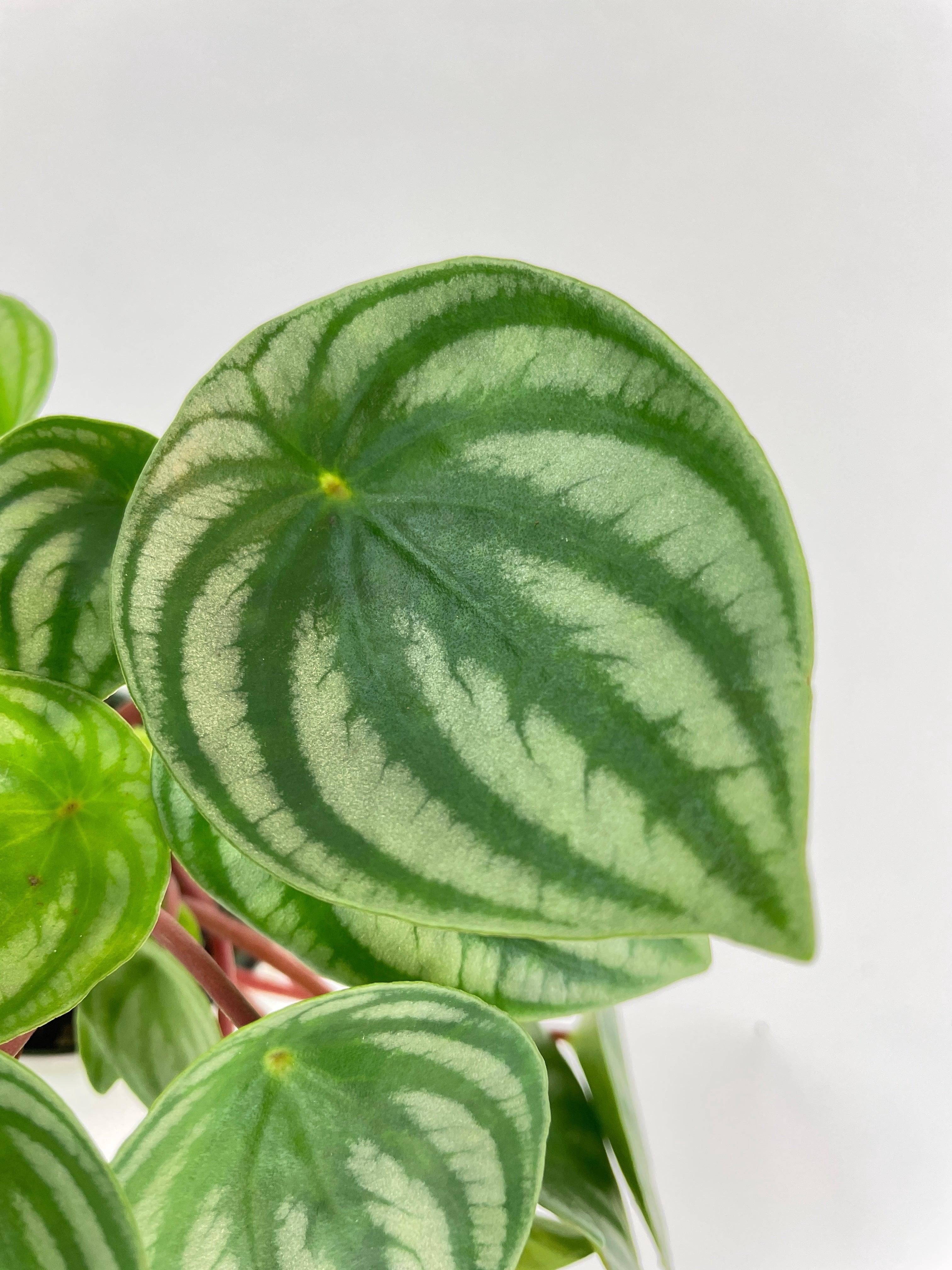 Bumble Plants Watermelon Peperomia Argyreia - Full Live Colorful Houseplant in Nursery Pot, Easy Care, Indoor Plant for Beginners