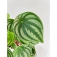 thumbnail image 3 of Bumble Plants Watermelon Peperomia Argyreia - Full Live Colorful Houseplant in Nursery Pot, Easy Care, Indoor Plant for Beginners, 3 of 5