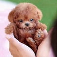 thumbnail image 2 of 2025 New Robot Dog for Adults, AI Robotic Dog, Nicoo - My Realistic Robot Puppy That Acts Like a Real Puppy - Walking, Barking, Tail Wagging Cs, 2 of 5