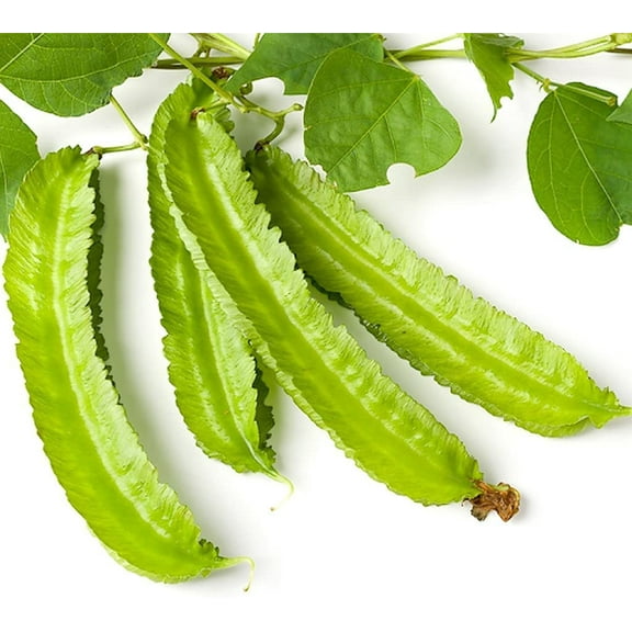 10 Winged Bean Seeds for Planting - Easy to Grow Exotic Asian Winged Bean