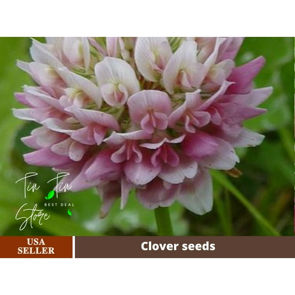 40  Seeds| Alsike Clover Seeds For Planting In The Garden-#J004-Authentic Seeds-Seeds-Rose seeds-Herb seeds-Vegetable Seeds-Mix Seeds-B3G1