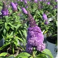 thumbnail image 2 of Pugster® Amethyst Butterfly Bush - Buddleia x 'SMNBDL', 2 of 8