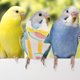 thumbnail image 5 of Pañal lavable para pájaros, traje de vuelo para loros, pañal para pájaros, ropa transpirable para loros, 5 of 7
