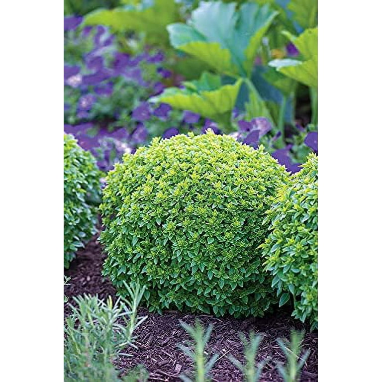 Boxwood Basil 100 Seeds