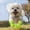 Green, variant on 4-Pack Breathable Mesh Dog Booties, Reflective Adjustable Strap Rubber Sole Pet Shoes, Heatproof Summer Paw Protector, For Small Medium Dog Cat Outdoor Walking-Size S(Orange)