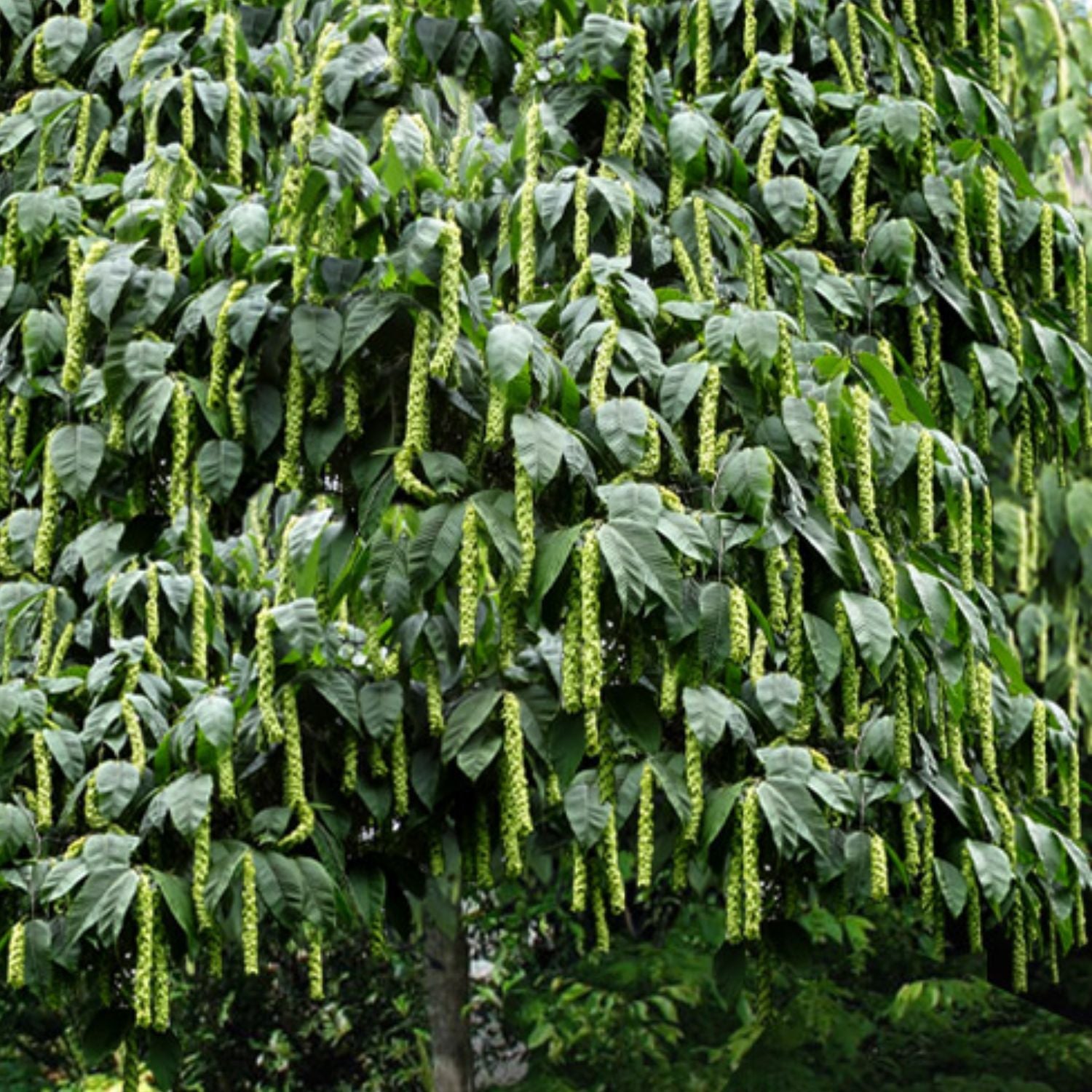 Expert Gardener 3-4' Hornbeam Monkeytail in 1 gal. Grower Pot