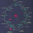 thumbnail image 3 of CafePress - Kreb's Cycle Long Sleeve Dark T Shirt - Long Sleeve Dark T-Shirt, 3 of 4