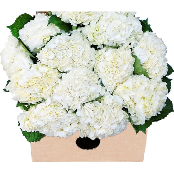 KaBloom : 30 White Hydrangeas , Next-Day Delivery, Gift for Every Occasion.
