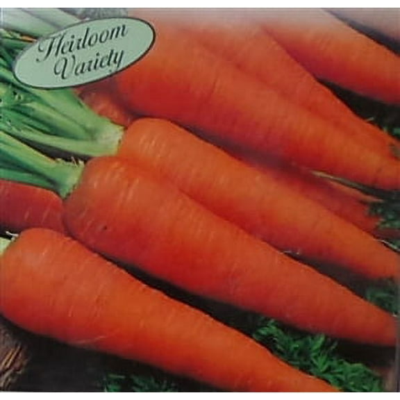 Carrot Danvers Half Long Seed Heirloom - 1 Packet