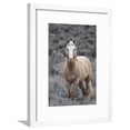 thumbnail image 1 of Wild Horse, Steens Mountains, Framed Art Print Wall Art by Ken Archer Sold by Art.Com, 1 of 5