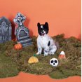 thumbnail image 3 of Fringe Studio Ensemble de Jouets pour Mini Chien, Effrayant et Mignon, Ensemble de 3, 3 of 7