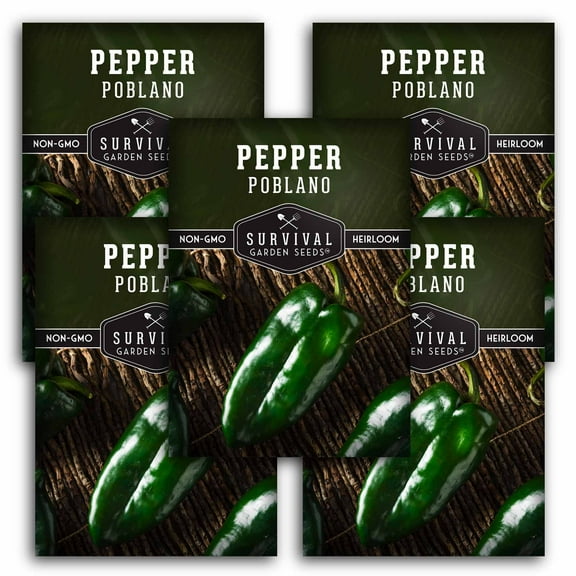 5 Packs Poblano Pepper Seeds - Ancho Chiles - Non-GMO Heirloom Annual Full Sun