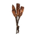 thumbnail image 3 of Vickerman 14" Mocha Latte Repens on a Natural Stem. Includes 6 Stems per Bundle, Dried, 3 of 5